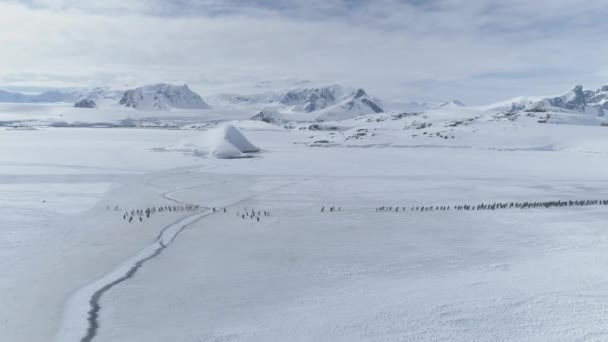 Flug Aus Der Luft Über Die Wanderung Der Pinguinkolonie Drohnenschuss — Stockvideo