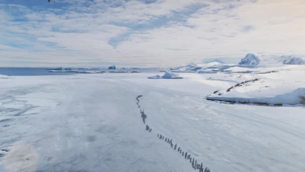 ペンギン コロニー ビュー 野生生物のジェントーバードグループは 南極の氷で覆われたオーシャンラグーンに移動します マウンテン マジェスティック ドローン フライショット フッテージ — ストック動画