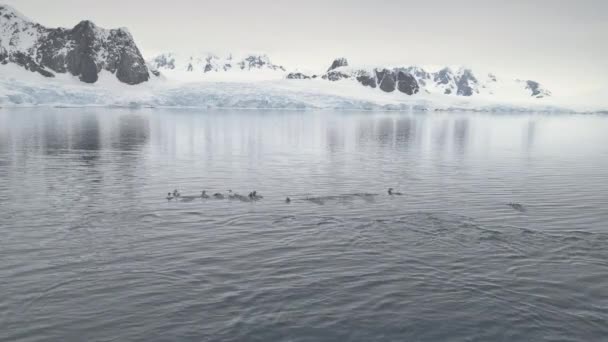 Vuelo Aéreo Sobre Pingüinos Nadadores Paisaje Antártico Drone Shot Gentoo — Vídeos de Stock