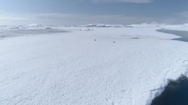 Antarktika Gentoo pengueni havadan izleme atış. Güney Kutbu kuş grubu zevk güneş ışığı kar kaplı okyanus kıyısında. Arctic yaban hayatı Timelapse üst dron Görünümü görüntüleri 4k Uhd