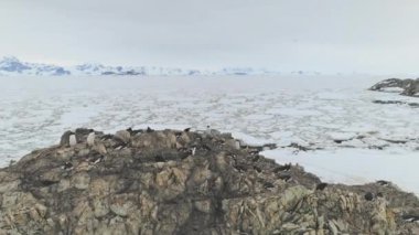 Antarktika kıyı üzerinde hava panoramik uçuş. Drone genel bakış atış kar arazi, okyanus donmuş buz kaplı. Güçlü Polar Dağları arka plan. Vahşi. Kış manzarası. 4k görüntüleri.