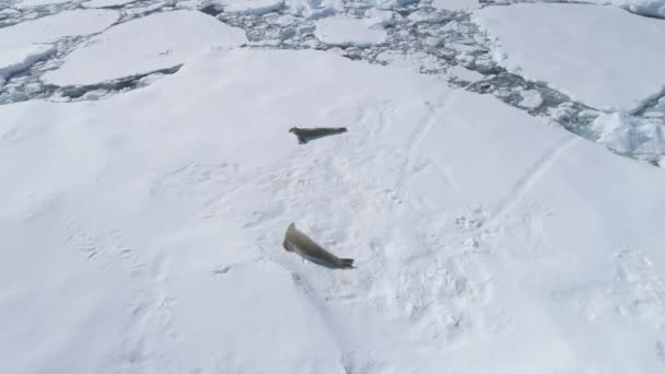 南极洲螃蟹海豹韦尔德尔停在冰山上南极冰川春天融化冰空中无人机视图 滑稽可笑的北冰洋动物在海岸自上而下的镜头4K Uhd上跳舞 — 图库视频影像