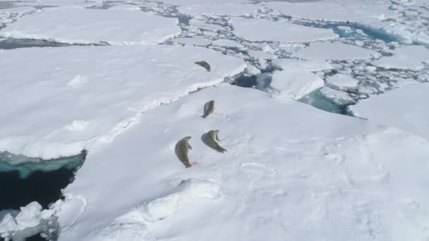 Crabeater Seal Spoczywa Górze Lodowej Antarktyda Dzika Natura Południowy Biegun — Wideo stockowe