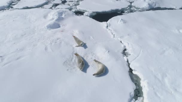 Antarctica Crabeater Seal Weddell Juega Iceberg Polo Sur Glaciar Primavera — Vídeos de Stock