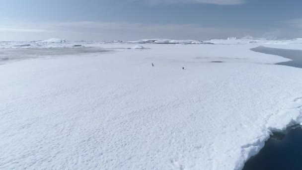 Antarctica Ezelspinguïn Luchtfoto Tracking Shot Zuidpool Vogel Groep Genieten Van — Stockvideo