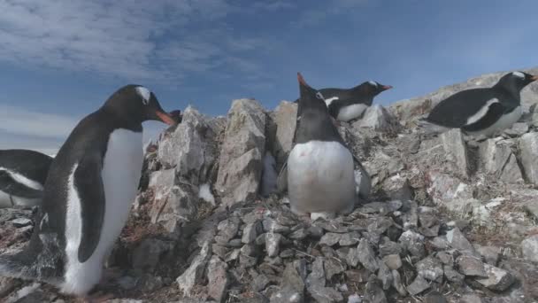 Antártida Gentoo Penguin Fight Pebble Nest Colonia Familiar Aves Del — Vídeos de Stock