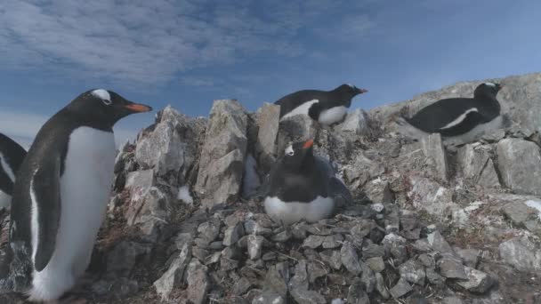 Primer Plano Del Pingüino Gentoo Nido Guijarros Antártico Colonia Familiar — Vídeos de Stock