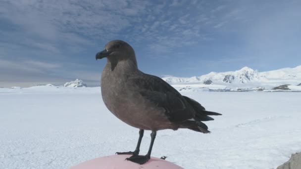Arktische Vogelskua Auf Schnee Winterlandschaft Nahaufnahme Braune Antarktische Seevögel Posieren — Stockvideo