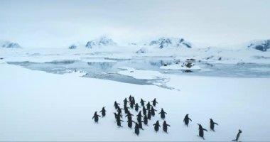 Gentoo penguenleri Antarktika 'da karla kaplı bir tepede yürüyorlar. Donmuş okyanus koyuna koşan komik deniz kuşları, arka planda dağlar. Antarktika 'daki vahşi hayvan davranışlarını araştırın. Hava görüntüsü drone görüntüsü
