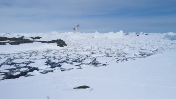 Antarctica Smeltend Ijs Klimaatverandering Oceaanhelder Water Tussen Ijsbergen Antarctica Aerial — Stockvideo