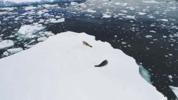 アイスバーグの南極のクレイビーターのシールの残り アリアルビュー 雪に覆われた表面上の北極極の哺乳動物の嘘 南極野生生物 トップ ドローン フッテージ ショット — ストック動画