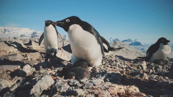 Адели Пингвин Дикого Побережья Антарктиды Крупный План Родители Взрослых Птиц — стоковое видео