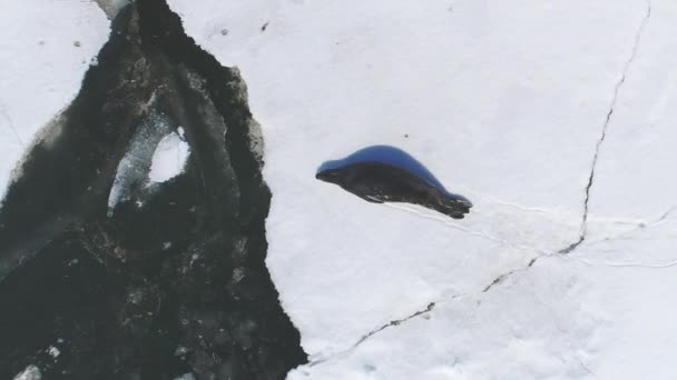 南极海海豹航空视图 白雪覆盖的土地冰冷的海洋无人机飞越极地水洞 提供南极海岸线概览 探索冬季风景和野外环境 — 图库视频影像