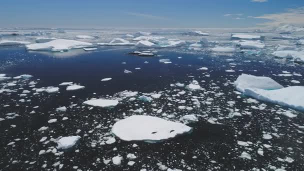 Crabeater Seal Οικογένεια Βρίσκεται Iceberg Αεροφωτογραφία Ανταρκτική Polar Mammal Animal — Αρχείο Βίντεο