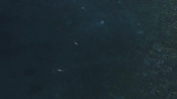 Letecká Shora Dolů Letu Nad Podvodní Tučňáků Antarktida Dron Pohled — Stock video