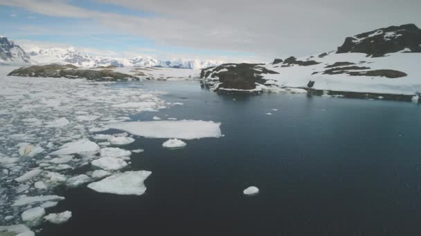 Pinguinkolonie Schwimmt Taucht Der Antarktis Ozean Open Water Rock Scene — Stockvideo