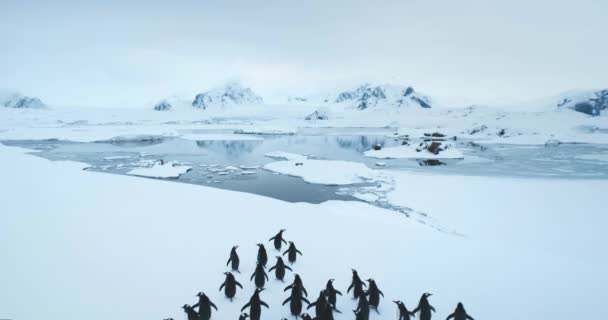 Leť Nad Skupinou Tučňáků Stojící Zasněženém Kopci Antarktickém Pobřeží Polární — Stock video