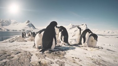 Komik penguen grup Antarktika kar üzerinde kara kaplı. Adelie penguenleri kolonisi yakın çekim Shot. Vahşi hayvanlar alışkanlıkları. Kış kutup manzara. Parlak güneş bitti yüce dağlar. 4k görüntüleri.