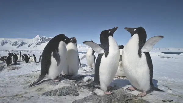 İki penguenler Muharebesi. Yakın çekim görünümünde mücadele. Antarktika kutup manzara. Adelie penguenleri kolonisi kar üzerinde kara kaplı. Vahşi hayvan içgüdüleri. Güçlü Antarktika Dağları arka plan. 4k görüntüleri.