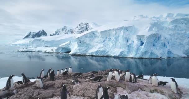 ゲントーペンギンのグループは 南極半島の岩の上に集まります 氷山と雪の息をのむような背景には 山々が覆われています 野生動物ペンギンコロニー 極地環境における自然な巣作り — ストック動画