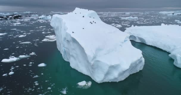 Aves Albatrozes Descansando Sobre Iceberg Deriva Antártida Derretimento Geleira Flutua — Vídeo de Stock