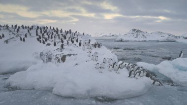 Gentoo Penguen Buzul Atlama Antarktika Su Havadan Görünümü. Brash Ice 'daki Güney Kutbu Kuş Kolonisi Kar Altında Yürüyüşü Okyanus Kıyısı Manzarası. Kuzey Kutbu İklim Değişikliği Üst İnsansız Hava Aracı