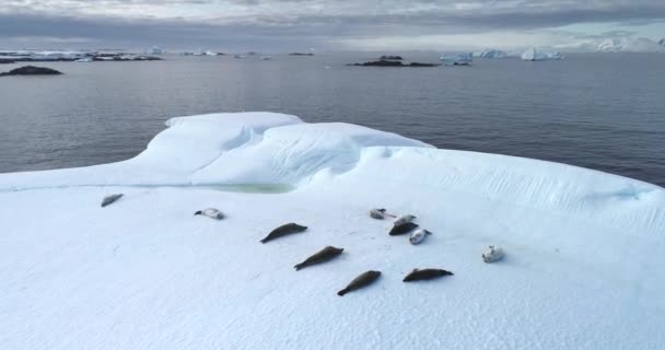 南極大陸の空中ドローンショットで氷の浮き上がったシール 北極海に浮かぶ氷山に横たわる動物たち 南極の野生生物を探索する 手つかずの自然の美しさ 南極の冬の風景 — ストック動画
