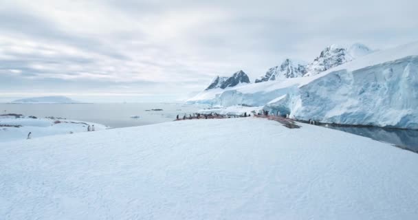 企鹅在南极洲海岸线筑巢海鸟群站在覆盖着积雪的山岩之上 极地野生动物企鹅在寒冷的环境中的行为 南极旅行和勘探 — 图库视频影像
