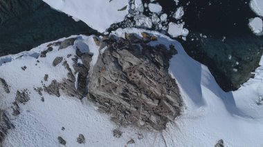 Gentoo Penguen Kolonisi Rock Hill Havacılık 'ta duruyor. Antarktika Vahşi Yaşam Doğa Manzarası. Kutup Kuşu Hayvan Grubu Haşin Dağ Sahil İHA 'sında Duruyor