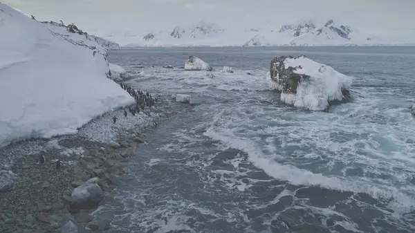 stock image Arctic Gentoo Penguin Group Walk Shore Aerial View. Polar Bird Colony at Antarctic Peninsula Cold Glacier Water. Antarctica Wildlife Seascape Top Drone