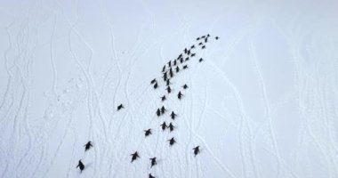 Gentoo penguenleri karla kaplı havadan görüyorlar. Antarktika 'daki vahşi yaşamı araştırın. Vahşi hayvanların güzelliği ve Güney Kutbu 'nda dokunulmamış doğa. Antarktika üzerindeki en yüksek insansız hava aracı uçuşu.