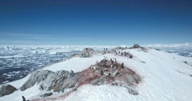 Penguenler üzerindeki Antarktika hava uçuşları karla kaplı dağ tepelerine yuva yapar. Gentoo penguenleri mavi güneşli gökyüzü altında dinleniyor. Arka planda donmuş kış kutup okyanusu. Antarktika 'da vahşi yaşamı keşfetmek