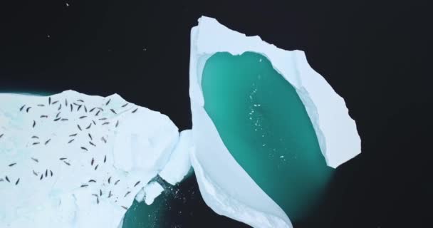 南極の野生生物保護区 北極海で融解する巨大な氷山近くの氷床に植民地を封じ込める エコロジー 溶ける氷 気候変動 地球温暖化の概念 空中ドローンパノラマ — ストック動画