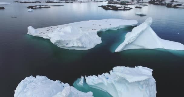 ドローンは南極の野生生物の自然景観を撮影した 冷たい水を漂う氷山を融解する氷山の上を飛行し 氷床に休む植民地を封印する 南極探検 南極の美を発見する — ストック動画