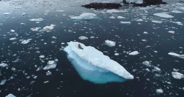 南極の希少種の野生生物を探索してください ヒョウシールは南極大陸で漂流する氷の浮遊物に残っている 気候変動の極地氷河の風景 環境エコロジーが地球温暖化を引き起こしている 空中ドローンパノラマ — ストック動画