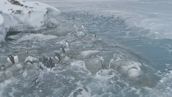 Aerial flight over close-up penguins on ice rocks. Antarctica polar ocean drone. Gentoo penguins stand on the ice covered stones, swim in frozen water. Habits of wild animals.