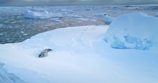 Selo Weddell Descansando Gelo Flutuando Oceano Polar Neve Aérea Cobriu — Vídeo de Stock