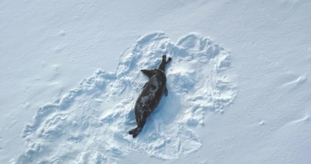 Antártida Weddell Selo Bebê Mãe Descansando Sobre Neve Colina Novato — Vídeo de Stock