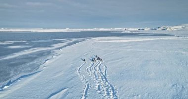 Aerial Gentoo penguenleri Antarktika 'da karla kaplı kıyıları yönetirler. Vahşi hayatı keşfetmek. Vahşi hayvanların güzelliği ve Güney Kutbu 'ndaki el değmemiş doğa. Deniz kuşları göç eder. Antarktika insansız hava aracı atışı.