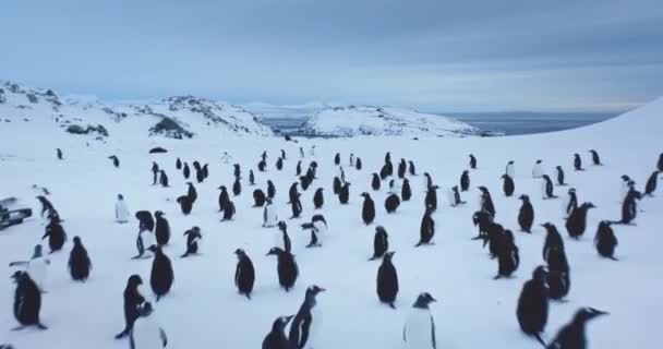 Kolonie Tučňáků Gentoo Pobřeží Antarktidy Jižní Pól Divoká Příroda Mořští — Stock video