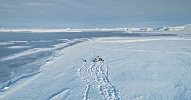 Gentoo 펭귄은 남극에서 해안을 실행합니다 야생동물을 탐험해 보세요 생활의 아름다움과 — 비디오