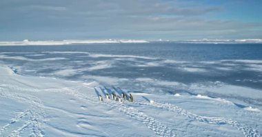 Antarktika okyanus kıyısını ağır çekim yöneten bir grup penguen. Vahşi hayatı keşfetmek. Vahşi hayvanların güzelliği ve Güney Kutbu 'ndaki el değmemiş doğa. Deniz kuşları göç eder. Hava aracı görüntüleri.
