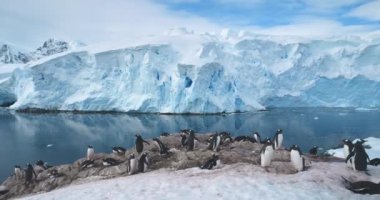Penguen ailesi dağın tepesinde bir arada duruyor. Antarktika kıyı şeridindeki Gentoo penguenleri, yüksek buz dağları, soğuk okyanus suyuyla kaplı buzullar. Antarktika 'da vahşi yaşamı keşfetmek.