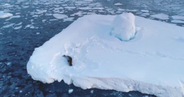 Antarctic wild animals - seal resting on ice floe. Aerial flight over snow covered iceberg drifting cold polar ocean. Explore wildlife rare species in Antarctic Peninsula. Beauty wild untouched nature