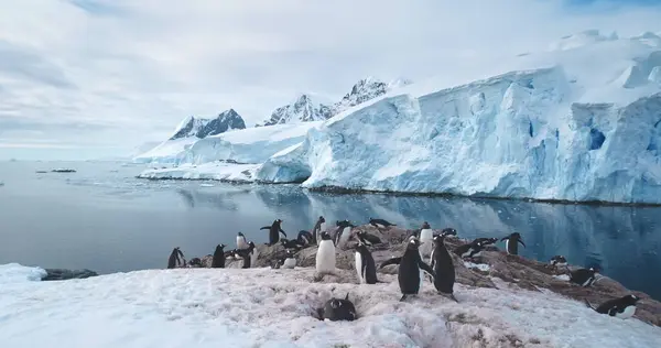 Antarktika kıyı şeridindeki Gentoo Penguen kolonisi, yüksek buz oluşumu ve soğuk okyanus suyuyla kaplı kar. Antarktika 'daki vahşi yaşamı araştırın. Dokunulmamış vahşi Güney Kutbu doğasının güzelliği. Panorama