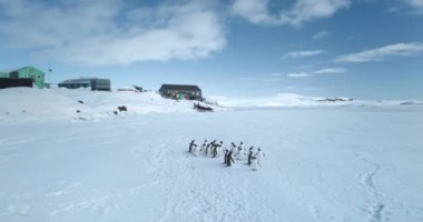 Antarktika 'daki kutup istasyonunun yakınında duran bir grup Gentoo pengueni. Tepedeki vahşi deniz kuşları, arka plandaki araştırma binaları. Antarktika vahşi yaşam keşfi. Güney Kutbu doğa güzelliği
