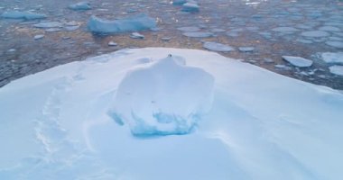 Buz kütlesi soğuk sularda sürüklenen kar kaplı Kuzey Buz Denizi manzarası. Martı yaban kuşu buzdağının tepesinde dinleniyor. Antarktika 'daki vahşi yaşamı araştırın. Kış kutup arka planının doğa güzelliği.