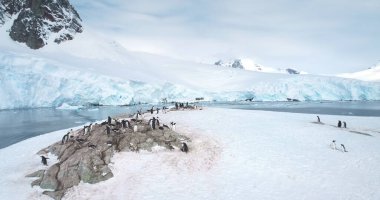 Antarktika tepesinde duran bir grup penguen. Deniz kuşları beyaz karla kaplı taşın üzerinde bir araya toplandılar. Antarktika 'daki vahşi yaşamı araştırın. Küresel ısınma, iklim değişikliği. Hava aracı panoraması