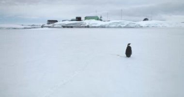 İmparator penguen Antarktika sahilindeki kutup bilim istasyonunun yakınında. Antarktika yaban hayatı deniz kuşunu araştırın. Seyahat ve keşif. Güney Kutbu 'nun nadir görülen türlerinin güzelliklerini keşfedin. Yavaş çekim.