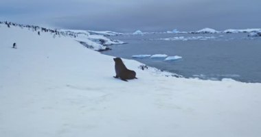 Antarktika 'da vahşi yaşam, fok ve gentoo penguenleri Antarktika' da karla kaplı okyanus kıyısında dinleniyor. Güney Kutbu 'nun el değmemiş vahşi hayvan davranışları. Doğa koruma, seyahat, keşif
